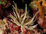 Tan and pink tipped variation, southern Florida. The giant Caribbean sea anemones' primary mating season is reported to be in late May; however, they may continue to reproduce at a low levels throughout the year