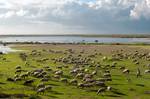 Sheep-goats shepherd / Vistonida lake landscape, Glikoneri, Rhodope Prefecture, Thrace, Greece.