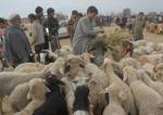 A Kashmiri Muslim shepherd feeds his herd of sheep as he waits for costumers in a market on Friday, India, October 19, 2012. Muslims around the world celebrate Eid al-Adha by slaughtering sheep, goats and cows to commemorate Prophet Abraham's willingness to sacrifice his son, Ismail, on God's command. Eid al-Adha in Kashmir falls on October 27.