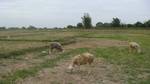 Australian and Batangas sheeps and local goats grazing in rice fields (Anyatam)