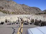 Sheep herded along the road through the canyon. Kings Canyon is a canyon within the Confusion Range in Millard County, Utah. US Highway 6/US Highway 50 runs through the windy canyon.