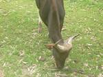 Cattle is found in Johor Zoo,Malaysia