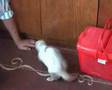 Kolonok (siberian weasel) vs Ferrets :)