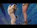 Ashleigh and Pudsey - Britain's Got Talent 2012 audition - UK version