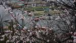 Tourists enjoys shikara ride boat in the Dal Lake as blossoms bloom in almond orchards as a sign of the arrival of spring after a long spell of winter at Badamwari in old downtown Srinagar, on March 25, 2012.