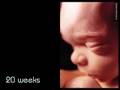 fetal development