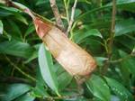 Pupa,Attacus atlas butterflies and cocoons at Botanical Garden of the University of Bern/Switzerland.