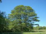 Alnus glutinosa (English: Black Alder, European Alder or Common Alder) is an alder native to most of Europe, including all of the British Isles and Fennoscandia and locally in southwest Asia.[1][2]