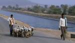 Shepherds in Chambal. The population of Madhya Pradesh is a medley of a number of ethnic groups and tribes, castes and communities, including the indigenous tribals and relatively more recent migrants from other states