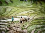 File - Rice fields belonging to local hill tribes in Sapa, Viet Nam. Every year the world produces 356 kg of cereal per person, yet 40 million die of hunger, 23 June, 2011.