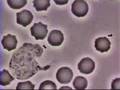 Crawling Neutrophil Chasing a Bacterium