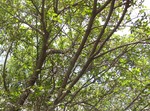 Big trees in the garden to keep environment - nature