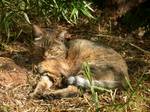 The wildcat, Felis silvestris, is the ancestor of the domestic cat. The felids are a rapidly evolving family of mammals that share a common ancestor only 10–15 million years ago, and include, in addition to the domestic cat, lions, tigers, cougars, and many others.