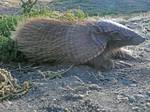 Screaming Hairy Armadillo of South American mammals