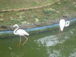 The Great Egret feeds in shallow water or drier habitats, feeding mainly on fish, frogs, small mammals, and occasionally small reptiles and insects, spearing them with its long, sharp bill most of the time by standing still and allowing the prey to come within its striking distance of its bill which it uses as a spear - Birds - animals