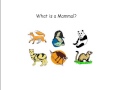 What is a mammal?