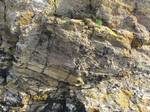 Base of tuff layer within Lower Eday Sandstone at Houton Head, Mainland Orkney, probably equivalent to the Hoy Volcanic Member