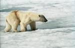 Polar bear about thirty types of bird are found on Svalbard, most of which are migratory. The Barents Sea is among the areas in the world with most seabirds, with about 20 million individuals during late summer.