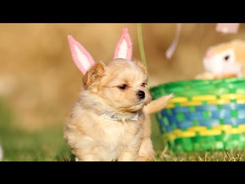 Puppy Easter