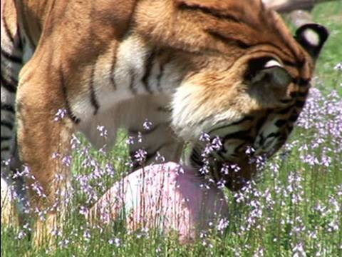 TIGERS LIONS VS Easter Eggs!