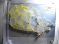 Trans-Canada Slimeways: Slime mould imitates the Canadian transport network