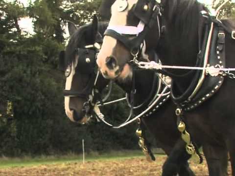 Shire Horse Society demonstration video