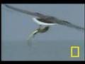 Eagle vs. Sea Snake