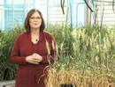 Plant pathogens lab opens at U of M