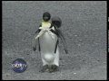 Pet Penguin in Japan