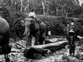 Teak Logging With Elephants In Siam 1925