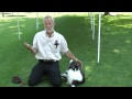 Fast and Fun: Dog Agility Training