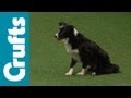 Agility Championship Final - Crufts 2012