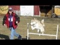 How to Make Dog Agility Jumps for Practice - Build your Own Equipment - Siberian Husky