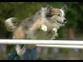 Dog Agility Competition (in HD)