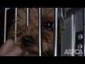 Hurricane Sandy: ASPCA Reunites Pets With Their Families