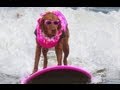 From Service dog to SURFice dog!