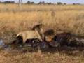 Lion Fight in Botswana