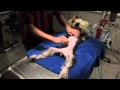 Veterinary surgery tutorial (Part 1/5)