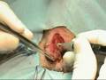 Introduction to Veterinary Laser Surgery