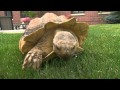 WSU Veterinarians replace tortoise leg with a wheel