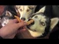 Cooking with GonetotheSnowDogs - Chicken Jerky Dog Treats NOT Made in China! Made by YOU! Homemade