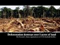 Burning Lungs ( Deforestation of the Amazon Rainforest )