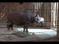 Rare Exotic Indian Rhino Feeding At The Bronx Zoo