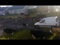 Live Cattle On The Rampage In Harrogate, 6am! (Original Video)