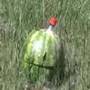 Watermelon versus liquid nitrogen