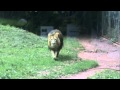 Lion at Paignton Zoo jumps up to the viewing glass, 05-06-11