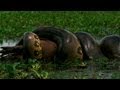 World's Deadliest - Anaconda Devours World's Largest Rodent