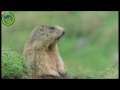 Hilarious Rodent