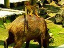 Monkeys Ride Giant Rodents