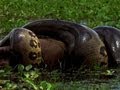 Anaconda Hunts the World's Largest Rodent